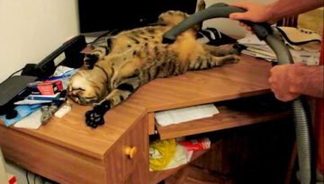 Cat Loves to be Vacuumed