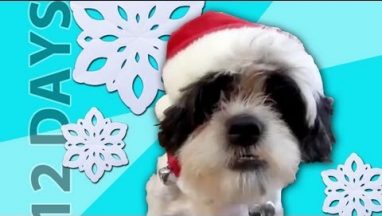 Animals Sing “12 Days of Christmas”