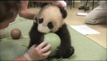 Panda Cub Has a Ball