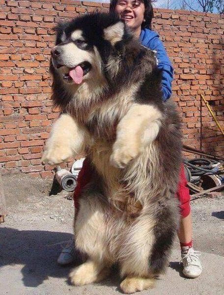 big puffy dog