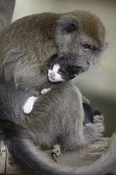 Long Tailed Monkey Acts As Mother To A Kitten