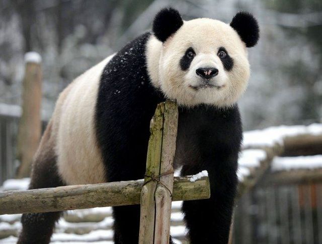 Giant pandas have fun in the snow at Wuhan Zoo in Wuhan City, China - 26 Dec 2012