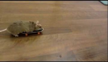 Mouse on a Skateboard