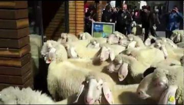 Sheep in a Store