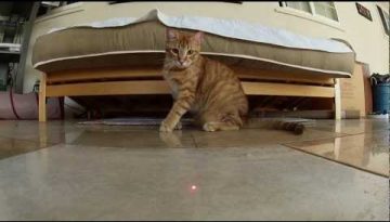 Cats vs. Laser