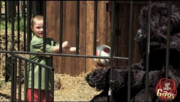 Crazy Kid Sneaks In Gorilla Cage