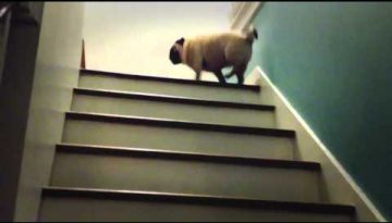 Funny Pug Climbs Stairs