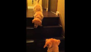 Dog Teaches Puppy How to Use Stairs