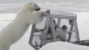 Close Encouter With a Polar Bear