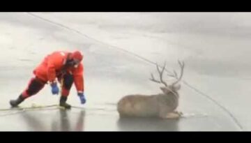 Deer Rescued from Icy Lake in Colorado