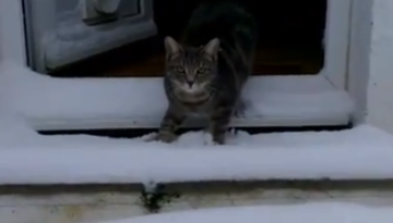Cat meets snow