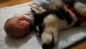 Dog Tries to Sooth Crying Baby   1Funny.com
