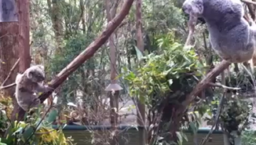 Mother Koala comes to her baby s rescue.  VIDEO