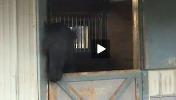 Smart horse opens the door to her stable