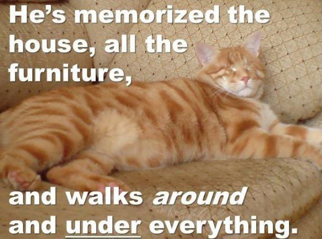 this_cute_cat_is_truly_inspirational_640_13
