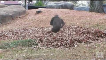 Gorillas Playing in Leaves