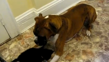 Boxer Meets Kitty   1Funny.com