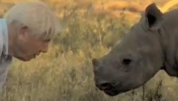 David Attenborough Comforts a Blind Rhino Calf   1Funny.com