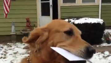 Dog Takes In the Mail   1Funny.com