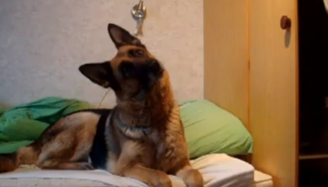 Dog’s Reaction to Wolf Howling   1Funny.com