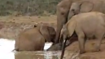 Female Elephants Rescue A Drowning Baby   1Funny.com