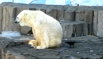Raven Picking on a Polar Bear   1Funny.com