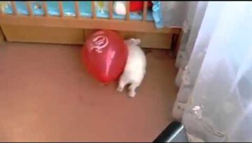 Bunny & a Balloon