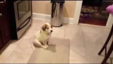 Puppy’s First Time Playing Catch