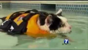 News Anchor Loses It During Fat Cat Coverage