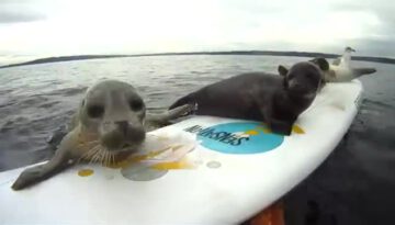 cute-seals-having-fun thumbnail