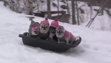 cutest-pugs-snow-sledding-party thumbnail
