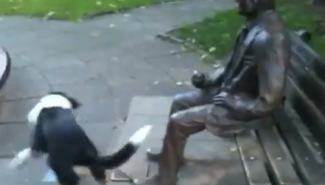 Dog Desperately Wants to Play with Statue