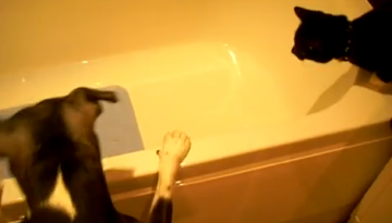 Dog Pushes Cat into Tub   1Funny.com
