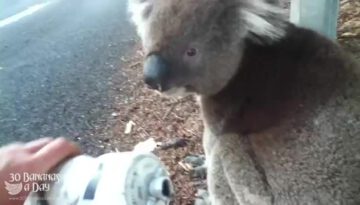 koala-meets-cyclist thumbnail