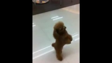 little-dog-goes-shopping-on-two-legs thumbnail