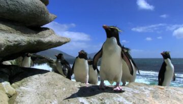 penguins-being-penguins thumbnail