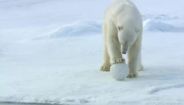 spying-on-polar-bears thumbnail
