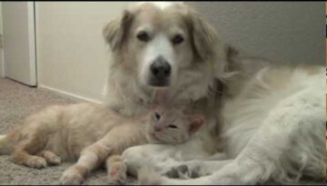 Cat Likes to Snuggle with Dog