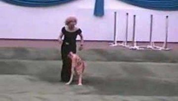 Dog & Owner Performs a Grease Dance Routine
