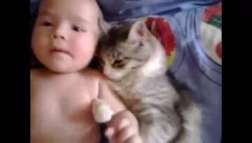 cat-loves-baby thumbnail