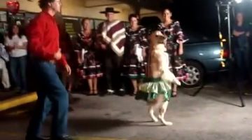 Dancing-Dog thumbnail