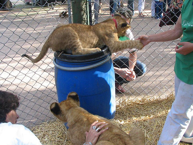 a_petting_zoo_with_a_difference_640_15