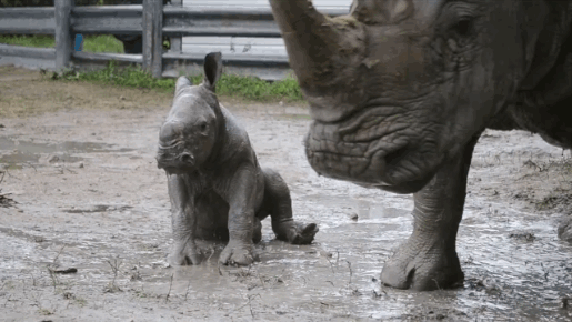Baby Rhino Playing with Mom (7 gifs)  1Funny.com