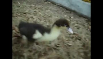 duck-that-acts-like-a-dog thumbnail