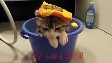 epic-cats-compilation thumbnail