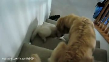 puppies-and-stairs thumbnail