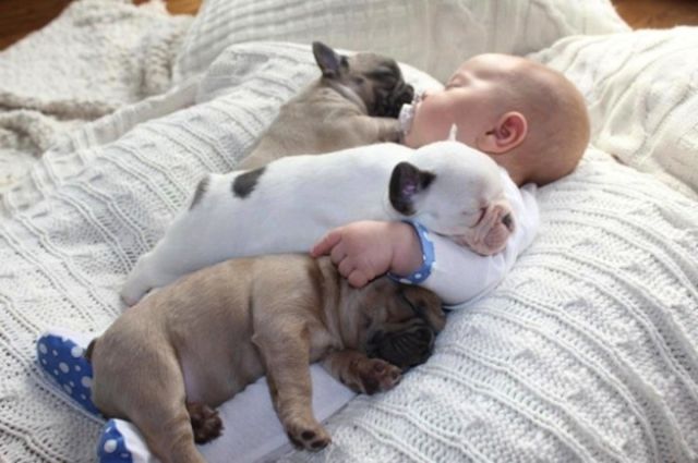 the_most_adorable_photos_of_a_baby_with_bulldog_puppies_640_04