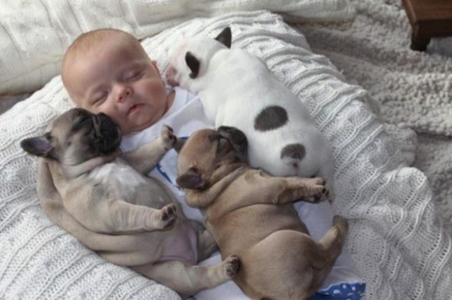 the_most_adorable_photos_of_a_baby_with_bulldog_puppies_640_05