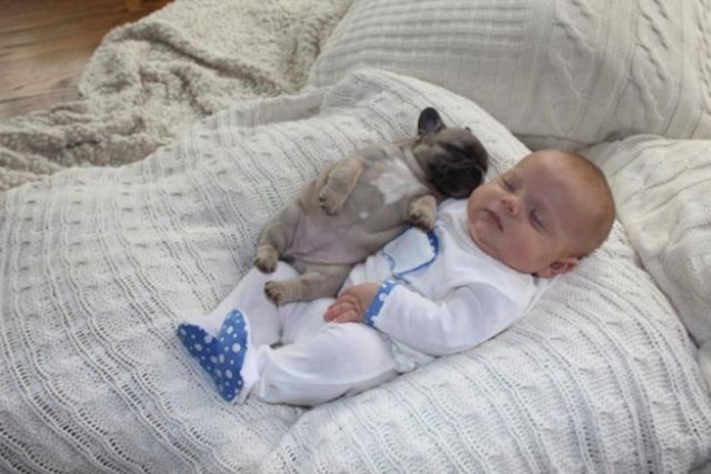 the_most_adorable_photos_of_a_baby_with_bulldog_puppies_640_06