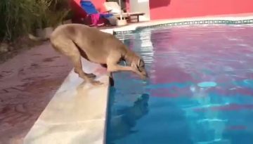 dog-pool-frisbee thumbnail